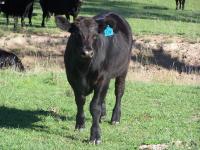 Angus calves from our Hazeldean cows